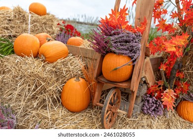 套路直播app官网:探索全新直播体验,尽享精彩互动乐趣 套路直播app官网:探索全新直播体验,尽享精彩互动乐趣