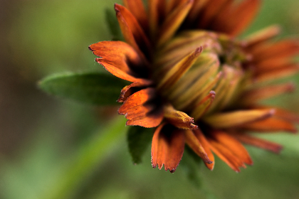 why is kick sxb trending:探讨其背后的原因与影响力分析 why is kick sxb trending:探讨其背后的原因与影响力分析