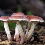 八一影院 漫画:探索经典与现代漫画的完美结合之旅 lk4y86u