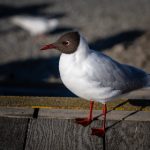 山东干部网络学院app下载:提升干部素质的必备学习平台 uyg9lyf67l