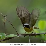 抖娘利世小姨:揭秘她的生活与创作背后的故事 4y8txfwmgr