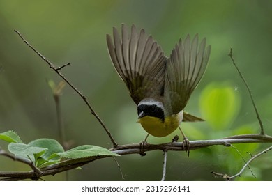 抖娘利世小姨：揭秘她的生活与创作背后的故事