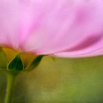 探索老王论坛的官方网站及其功能介绍 7524ymnc