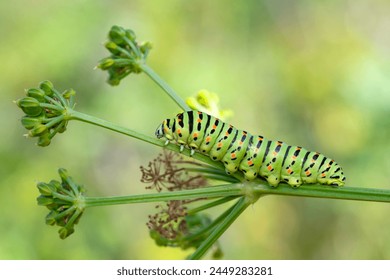 探索 Toon Tube：动漫爱好者的天堂与创作平台