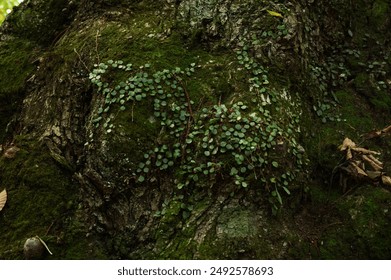 探索全新视角：怕怕怕视频免费全在线papapa的魅力与乐趣