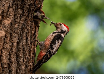 探索爱情岛论坛实用技巧，提升你的情感生活