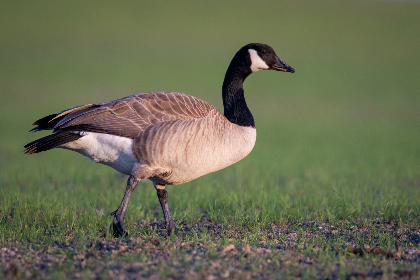 探索哈克特果园：佛蒙特州的苹果采摘乐趣