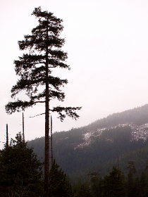 探索杨晨晨的仙女库：梦幻与现实的完美结合